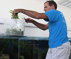 עיצוב אקווריום צמחיה